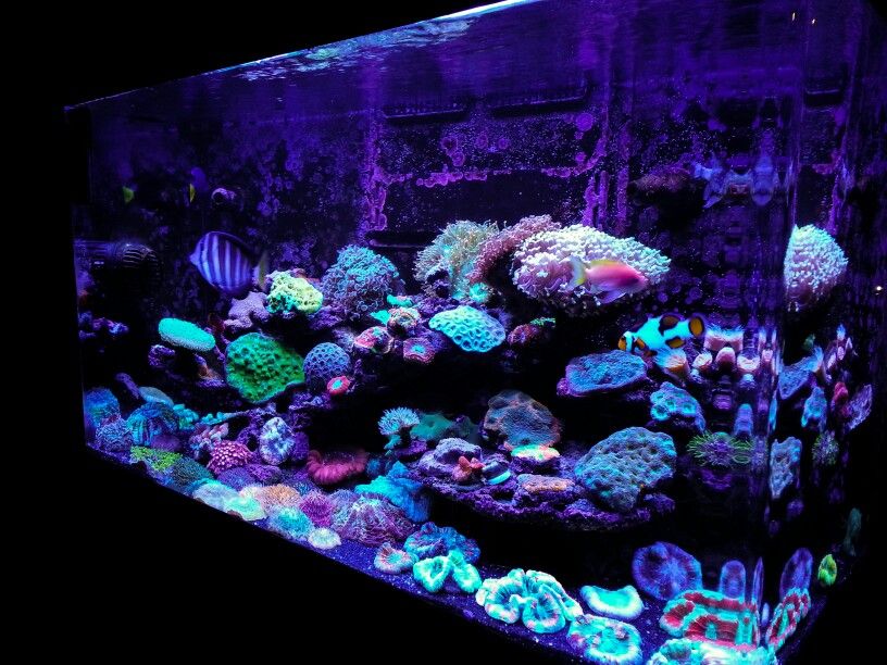 Fish Aquarium Tank