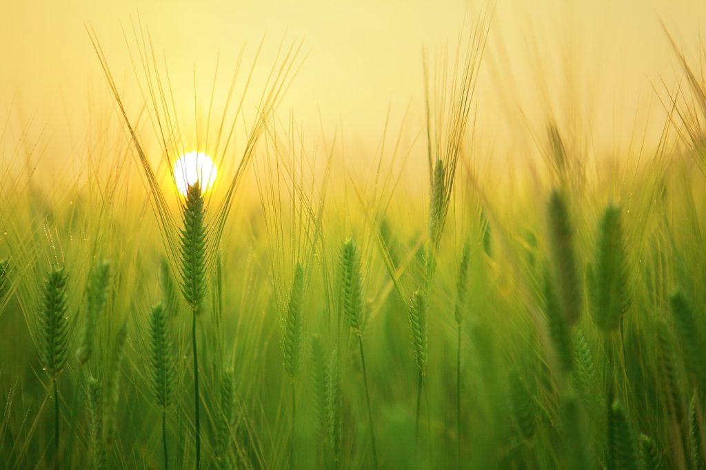 Farmland Sales 